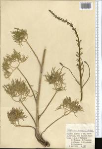 Delphinium albomarginatum Simonova, Middle Asia, Pamir & Pamiro-Alai (M2) (Tajikistan)