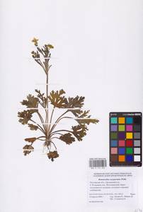 Ranunculus oxyspermus Willd., Eastern Europe, Rostov Oblast (E12a) (Russia)