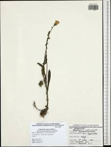 Campanula rapunculoides L., Eastern Europe, Central region (E4) (Russia)