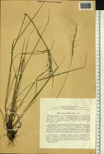 Elymus gmelinii (Trin.) Tzvelev, Siberia, Baikal & Transbaikal region (S4) (Russia)