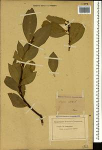 Laurus nobilis L., Caucasus (no precise locality) (K0)