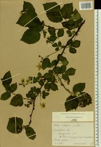 Rubus nessensis Hall, Eastern Europe, Moscow region (E4a) (Russia)