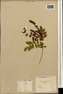 Amorpha fruticosa L., Caucasus, Georgia (K4) (Georgia)