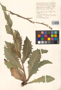 Crepis pannonica (Jacq.) C. Koch, Eastern Europe, Lower Volga region (E9) (Russia)