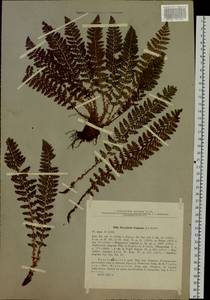 Dryopteris fragrans (L.) Schott, Siberia, Central Siberia (S3) (Russia)