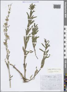 Silene tatarica (L.) Pers., Eastern Europe, Central forest-and-steppe region (E6) (Russia)