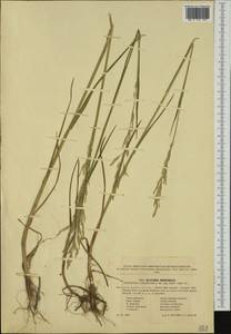 Glyceria nemoralis (R.Uechtr.) R.Uechtr. & Koern., Western Europe (EUR) (Czech Republic)