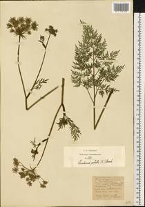 Thysselinum palustre (L.) Hoffm., Eastern Europe, Moscow region (E4a) (Russia)