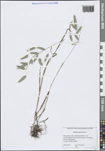 Bromus squarrosus L., Eastern Europe, Moscow region (E4a) (Russia)