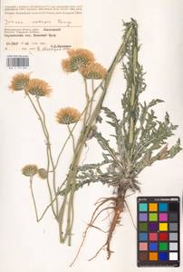 Jurinea cretacea Bunge, Eastern Europe, Lower Volga region (E9) (Russia)