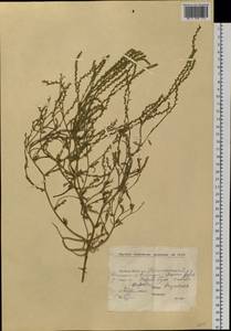 Corispermum declinatum Steph. ex Stev., Siberia, Yakutia (S5) (Russia)