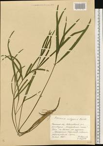 Falcaria vulgaris Bernh., Eastern Europe, South Ukrainian region (E12) (Ukraine)