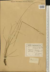 Stipa pennata L., Eastern Europe, North Ukrainian region (E11) (Ukraine)