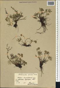 Alchemilla sericea Willd., Caucasus, Georgia (K4) (Georgia)