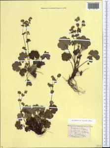 Alchemilla sericata Rchb., Caucasus, Stavropol Krai, Karachay-Cherkessia & Kabardino-Balkaria (K1b) (Russia)