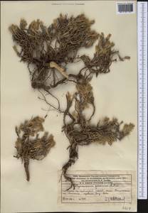 Polycnemum perenne Litv., Middle Asia, Western Tian Shan & Karatau (M3) (Kazakhstan)