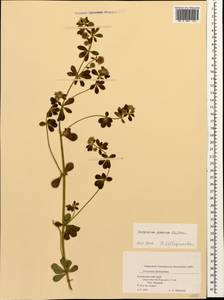 Lotus graecus L., Caucasus, Black Sea Shore (from Novorossiysk to Adler) (K3) (Russia)