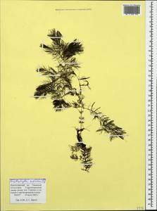 Ceratophyllum submersum L., Caucasus, Krasnodar Krai & Adygea (K1a) (Russia)