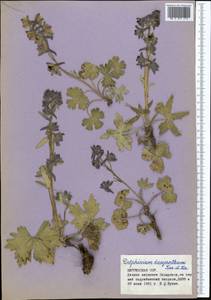 Delphinium dasyanthum Kar. & Kir., Middle Asia, Northern & Central Tian Shan (M4) (Kyrgyzstan)