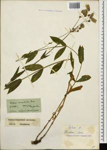 Silene vulgaris (Moench) Garcke, Caucasus, Stavropol Krai, Karachay-Cherkessia & Kabardino-Balkaria (K1b) (Russia)