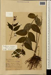 Vincetoxicum scandens Sommier & Levier, Crimea (KRYM) (Russia)