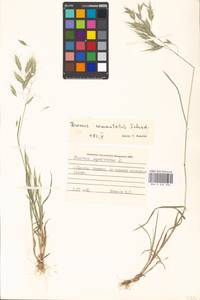 Bromus commutatus Schrad., Eastern Europe, Moscow region (E4a) (Russia)