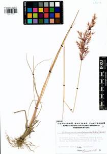 Calamagrostis pseudophragmites (Haller f.) Koeler, Siberia, Baikal & Transbaikal region (S4) (Russia)