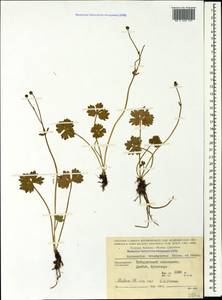 Ranunculus brachylobus Boiss. & Hohen., Caucasus, Stavropol Krai, Karachay-Cherkessia & Kabardino-Balkaria (K1b) (Russia)