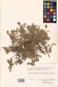 MHA 0 157 018, Thymus kirgisorum Dubj., Eastern Europe, Lower Volga region (E9) (Russia)