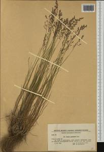 Bellardiochloa variegata (Lam.) Kerguélen, Western Europe (EUR) (Bulgaria)