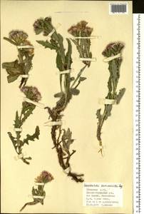Saussurea pricei N. D. Simpson, Siberia, Altai & Sayany Mountains (S2) (Russia)