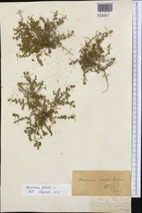 Herniaria glabra L., Middle Asia, Dzungarian Alatau & Tarbagatai (M5) (Kazakhstan)