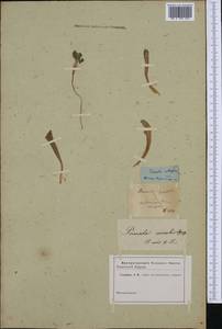 Primula vulgaris subsp. vulgaris, Botanic gardens and arboreta (GARD) (Russia)