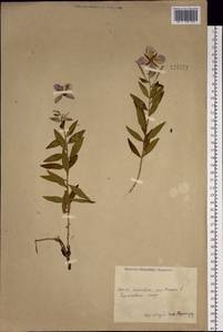 Chamaenerion latifolium (L.) Sweet, Siberia, Chukotka & Kamchatka (S7) (Russia)
