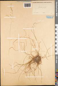 Poa trivialis L., Eastern Europe, Middle Volga region (E8) (Russia)