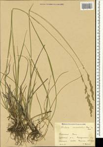 Festuca orientalis (Boiss.) B.Fedtsch., Crimea (KRYM) (Russia)