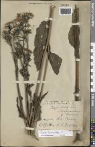 Picris hieracioides L., Eastern Europe, Eastern region (E10) (Russia)