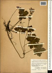 Geranium platypetalum Fisch. & C.A. Mey., Caucasus, Armenia (K5) (Armenia)