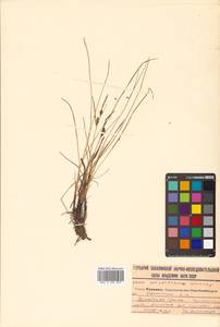 Carex ramenskii Kom., Siberia, Russian Far East (S6) (Russia)