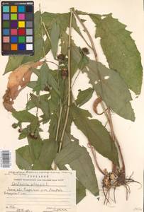 Centaurea phrygia L., Eastern Europe, Moscow region (E4a) (Russia)