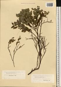 Vaccinium myrtillus L., Eastern Europe, Eastern region (E10) (Russia)