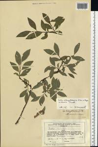 Salix dshugdshurica A. Skvortr., Siberia, Chukotka & Kamchatka (S7) (Russia)
