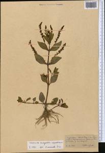 Veronica anagallis-aquatica L., Middle Asia, Kopet Dag, Badkhyz, Small & Great Balkhan (M1) (Turkmenistan)