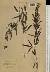 Clematis hexapetala Pall., Siberia, Russian Far East (S6) (Russia)