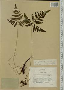 Gymnocarpium jessoense (Koidz.) Koidz., Siberia, Altai & Sayany Mountains (S2) (Russia)