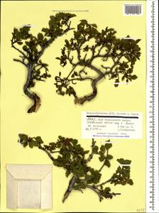 Atadinus depressus (Grubov) Hauenschild, Caucasus, North Ossetia, Ingushetia & Chechnya (K1c) (Russia)