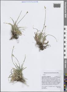 Carex, Western Europe (EUR) (Spain)