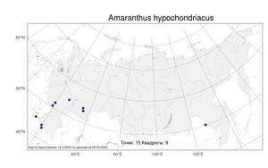 Amaranthus hypochondriacus L., Atlas of the Russian Flora (FLORUS) (Russia)