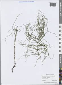 Equisetum arvense L., Eastern Europe, North-Western region (E2) (Russia)