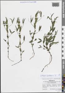 Lathyrus pratensis L., Eastern Europe, Middle Volga region (E8) (Russia)